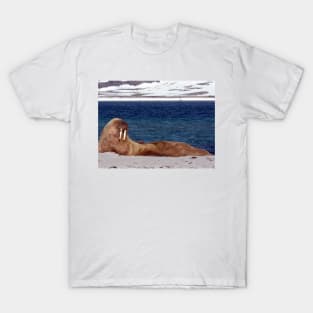 Walrus, Smeerenburg, Svalbard, Norway T-Shirt